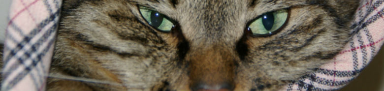 バーバリーのがま口財布／人気通販サイト